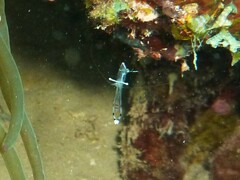 Ancylomenes longicarpus