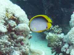 Chaetodon melannotus