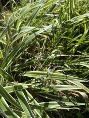Dianella ensifolia