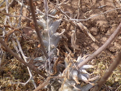 Tylecodon ventricosus