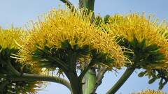 Agave sylvesteriana