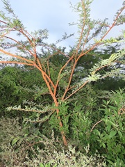 Vachellia