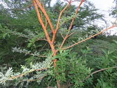 Vachellia