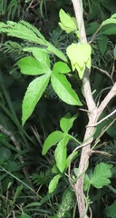 Dalechampia capensis