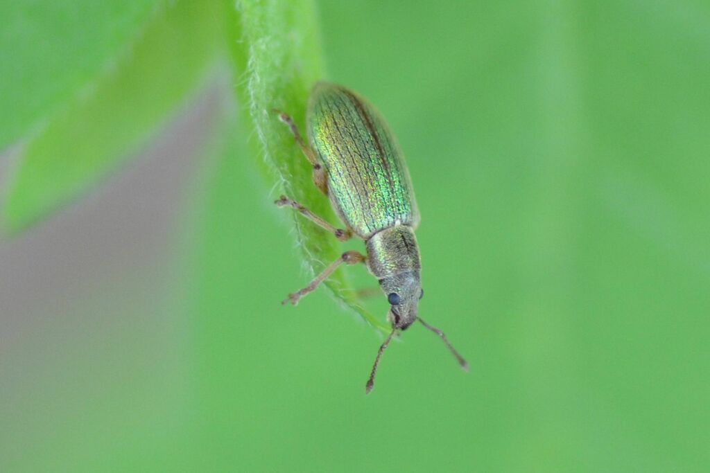 Polydrusus viridinitens