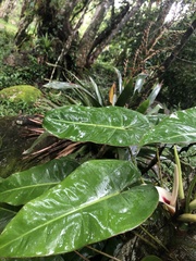 Philodendron loefgrenii