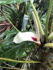 Philodendron loefgrenii