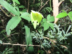 Dalechampia capensis