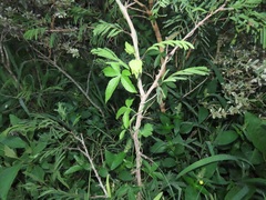 Dalechampia capensis
