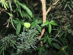 Dalechampia capensis