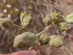 Tylecodon ventricosus