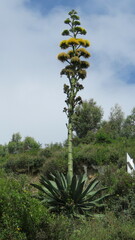 Agave sylvesteriana