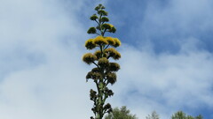 Agave sylvesteriana