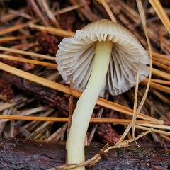 Mycena griseoviridis