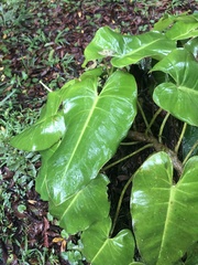 Philodendron loefgrenii
