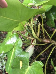 Philodendron loefgrenii