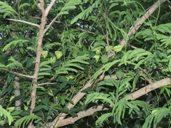 Dalechampia capensis