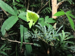 Dalechampia capensis