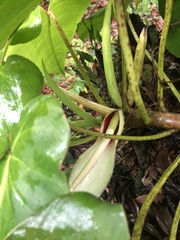 Philodendron loefgrenii