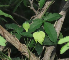 Dalechampia capensis