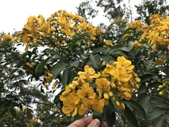 Senna