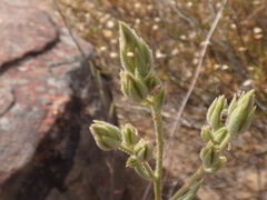 Tylecodon ventricosus