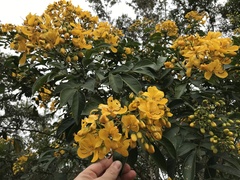 Senna