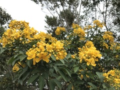 Senna