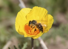 Eschscholzia californica