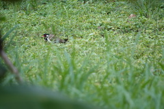 Vanellus indicus atronuchalis