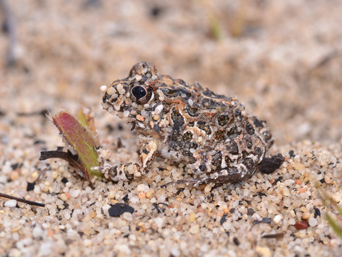 Tomopterna pulchra