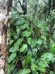 Philodendron loefgrenii