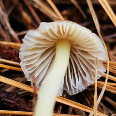 Mycena griseoviridis