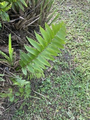 Nephrolepis exaltata