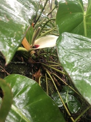 Philodendron loefgrenii