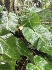 Philodendron loefgrenii