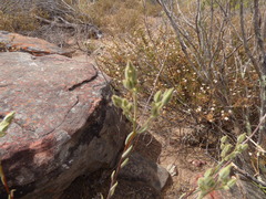 Tylecodon ventricosus