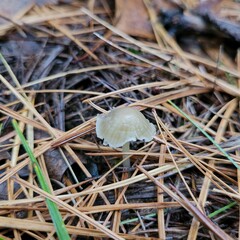 Mycena griseoviridis
