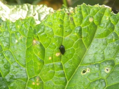 Psylliodes chrysocephala