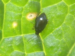 Psylliodes chrysocephala