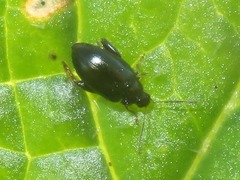 Psylliodes chrysocephala