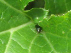 Psylliodes chrysocephala