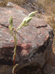Tylecodon ventricosus