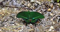 Papilio paris