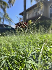 Digitaria