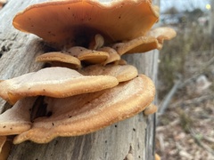 Phyllotopsis nidulans