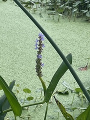 Pontederia cordata