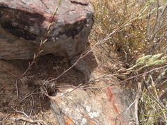 Tylecodon ventricosus