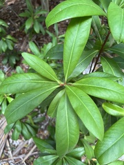 Ardisia