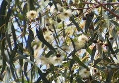 Eucalyptus globulus